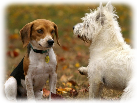 La educación del cachorro